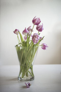 Flower vase with wilted tulips