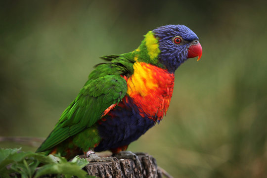 Fototapeta Rainbow lorikeet (Trichoglossus moluccanus)