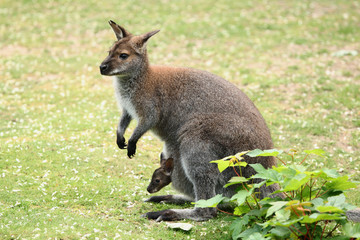 Swamp wallaby (Wallabia bicolor)