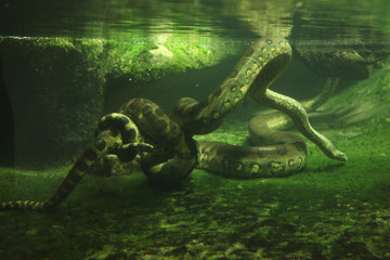 Green anaconda (Eunectes murinus) - obrazy, fototapety, plakaty