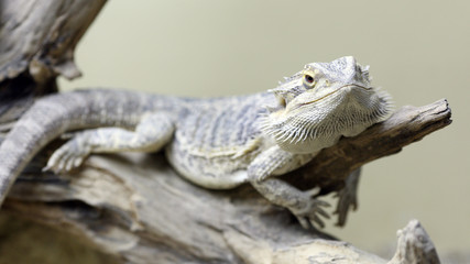 Bearded Dragon