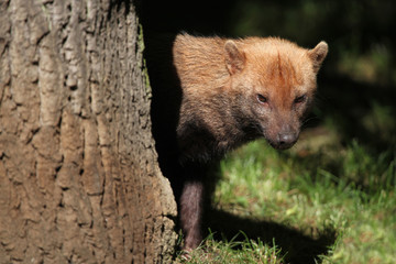 Bush dog (Speothos venaticus)