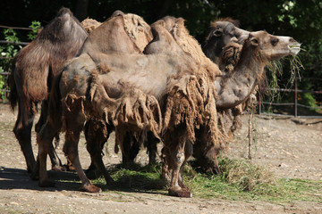 Bactrian camels (Camelus bactrianus).