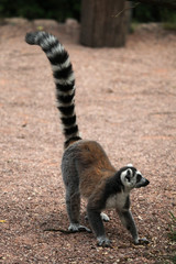 Ring-tailed lemur (Lemur catta)