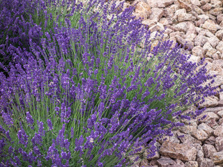Lavendel