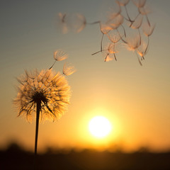 Dandelion against the backdrop of the setting sun. Sunset in summer.