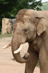 Indian elephant (Elephas maximus indicus)