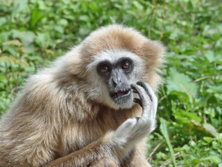 Lar Gibbon (Hylobates lar)