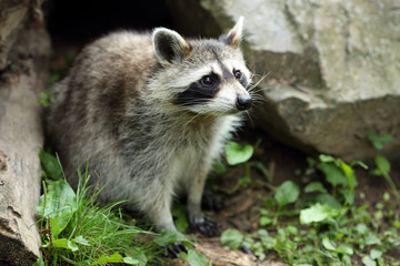 Raccoon