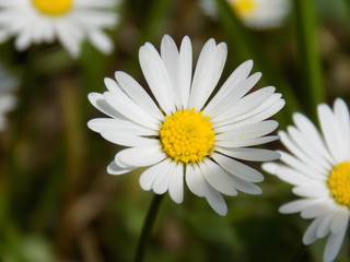 Obraz premium Daisy