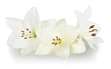 Fototapeta na wymiar Lily, White, Flower.