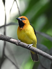 Black-necked weaver (Ploceus nigricollis)