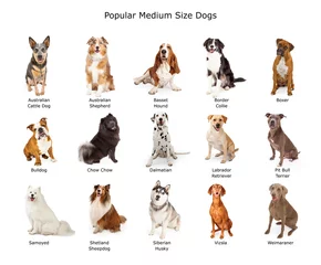 Deurstickers Collection of Popular Medium Size Dogs © adogslifephoto