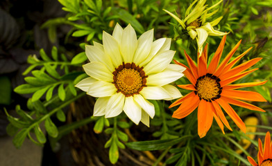 gazania