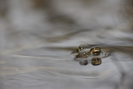 Common toad, Bufo bufo, in water