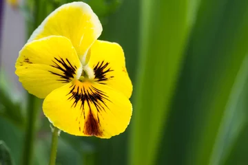 Photo sur Plexiglas Pansies pansy flower