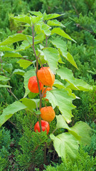 Lampionblume - Physalis alkekengi