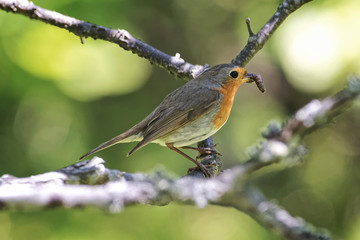 Red robin bird perched on a twig with a worm
