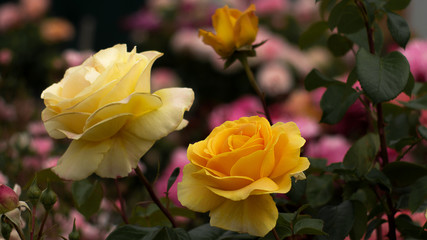 жёлтая пара