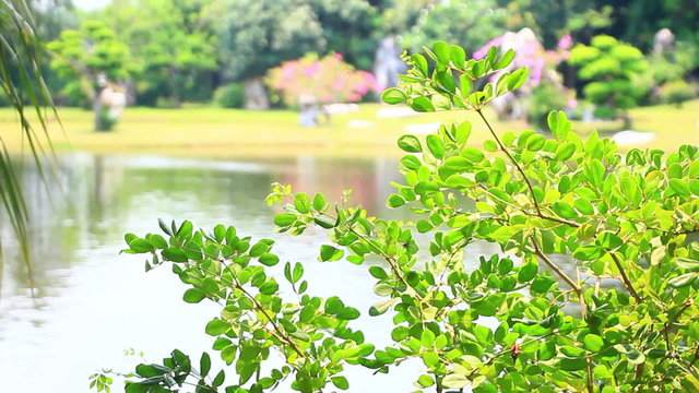 green leaves of tree in park with pond
