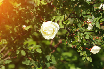 Rose rosehips bush in the garden summer spring