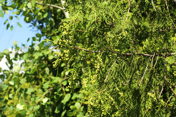 branches of silver fir New Year Christmas