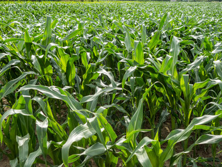 Maisfeld im Fr&uuml;hjahr