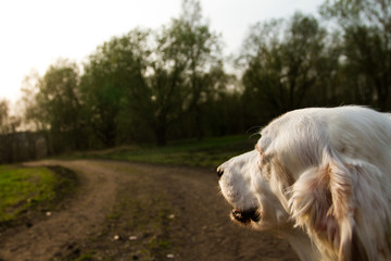 Fototapeta premium Hund blickt entspannt in den Sonnenuntergang