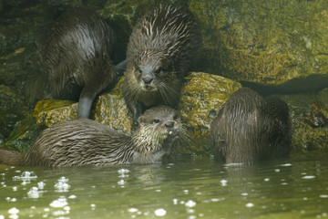 Otters aan het baderen