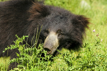 Lippenbeek ruikt aan brandnetel.