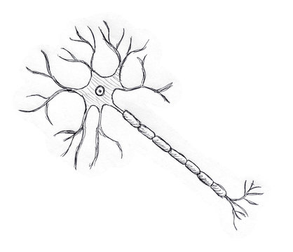The first drawing of a neuron as the nerve cell and its processes.... |  Download Scientific Diagram