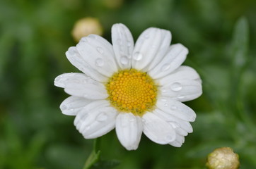 Obraz premium kleine Margeritenblüte mit Regentropfen