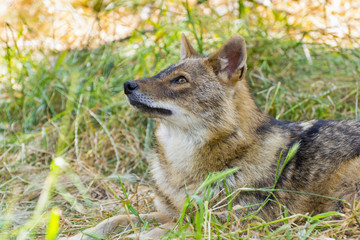 Golden jackal (Canis aureus)