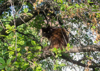 Black cat sitting on a tree. Pets