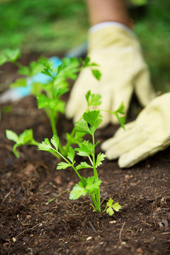 Woman's hands planting herbs in the garden