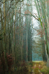 country road in the forest on misty day