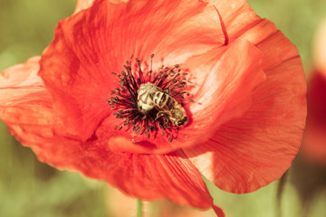 Wild red poppy flower on green meadow