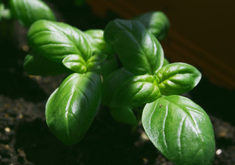 Small basil plants