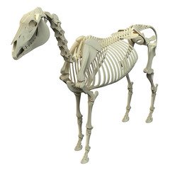 Horse Skeleton - Horse Equus Anatomy - isolated on white © decade3d
