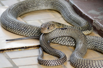 King cobra