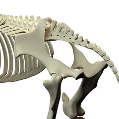 Horse Pelvis - Horse Equus Anatomy - isolated on white