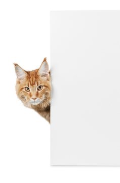 Cat, sign, isolated.