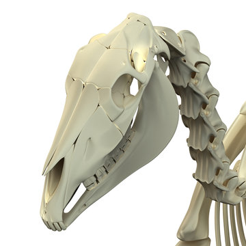 Horse Skull Cranium - Horse Equus Anatomy - isolated on white