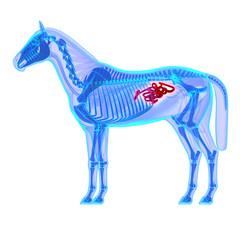 Horse Small Intestines - Horse Equus Anatomy - isolated on white © decade3d