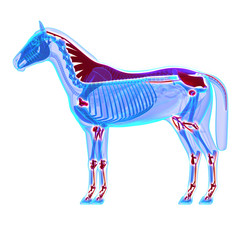 Horse Ligaments and Joints / Tendons - Horse Equus Anatomy © decade3d