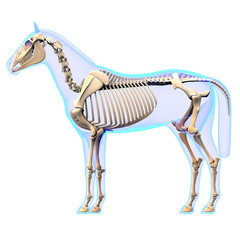 Horse Skeleton Side View - Horse Equus Anatomy © decade3d