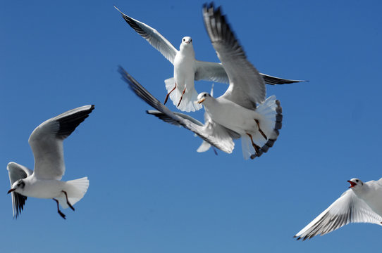 Animal Seagull HD Wallpaper