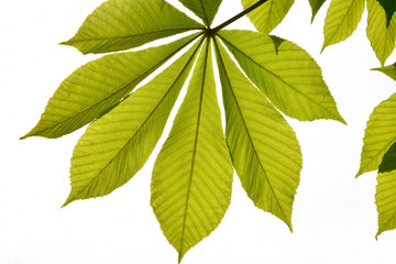 Naklejka na ściany i meble Translucent horse chestnut textured green leaves in back lightin