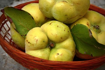 Quinces in the basket