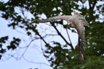 Sakerfalke Falco cherrug.